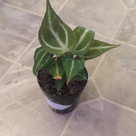 Photo of the plant species Anthurium by @holdingmyhorses named R Anthurium Unknown 603 on Greg, the plant care app