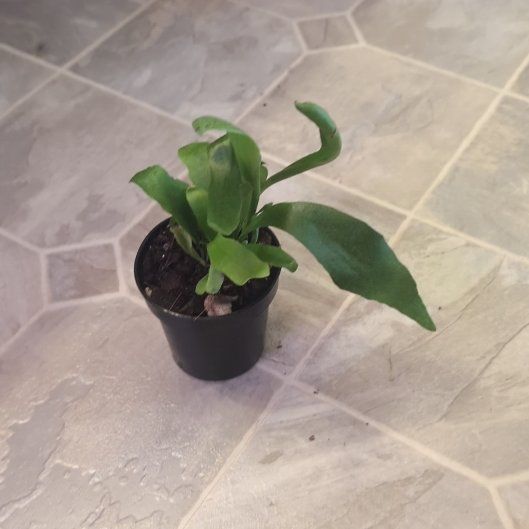 Photo of the plant species Bird's Nest Fern by @holdingmyhorses named H Fern Bird's Nest on Greg, the plant care app