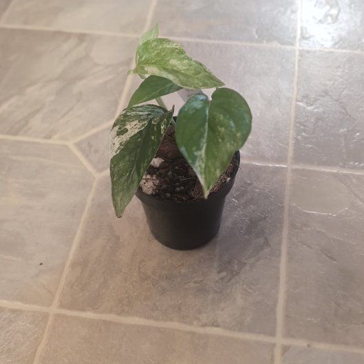 Photo of the plant species Pothos spp. by @holdingmyhorses named R Epipremnum Bali 228 on Greg, the plant care app