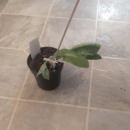 Photo of the plant species Epipremnum giganteum by @holdingmyhorses named B Epipremnum giganteum marble on Greg, the plant care app