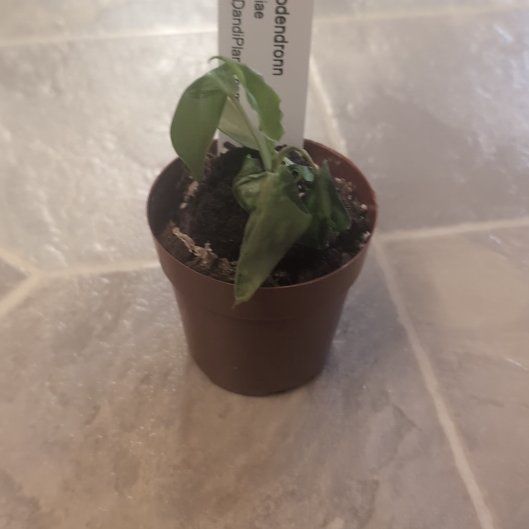 Plant care for Philodendron Ring Of Fire on Greg, the plant care app