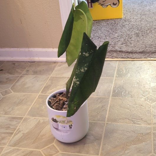 Photo of the plant species Variegated Chiapense by @holdingmyhorses named T Syngonium Chiapense Var on Greg, the plant care app