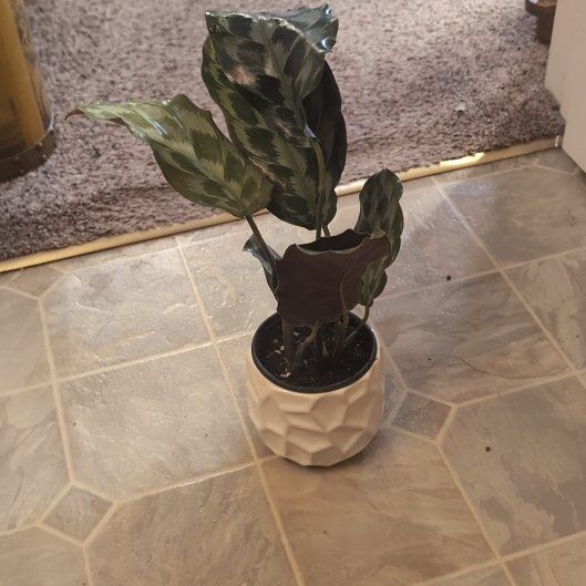 Photo of the plant species Calathea 'Checkered Kennedy' by @holdingmyhorses named H Calathea Dressleri on Greg, the plant care app