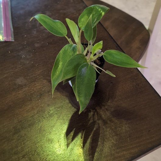 Photo of the plant species Philodendron mexicanum by @holdingmyhorses named R Philo Mexicanum on Greg, the plant care app