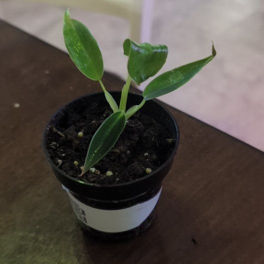 Photo of the plant species Philodendron Spiritus Sancti by @holdingmyhorses named R Philo Spiritus Sancti on Greg, the plant care app