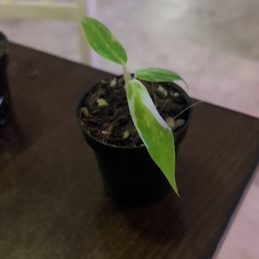 Photo of the plant species Unidentified Plant by @holdingmyhorses named R Philo Unknown on Greg, the plant care app