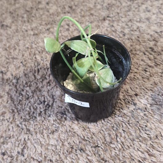Photo of the plant species Hoya dischorensis by @holdingmyhorses named D Hoya Discchorensis on Greg, the plant care app