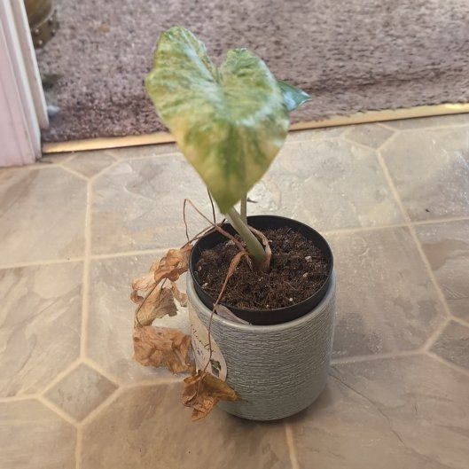 Photo of the plant species Alocasia Batik 'Blizzard' by @holdingmyhorses named H Alocasia Batik on Greg, the plant care app