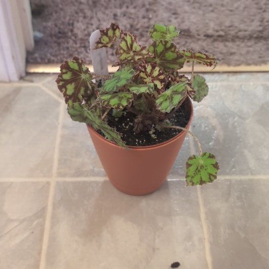 Photo of the plant species Tiger Kitten Begonia by @holdingmyhorses named T Begonia Tiger Kitty on Greg, the plant care app