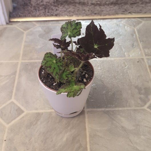 Photo of the plant species Begonia 'Butterscotch' by @holdingmyhorses named H Begonia Phoe's Butterscotch on Greg, the plant care app