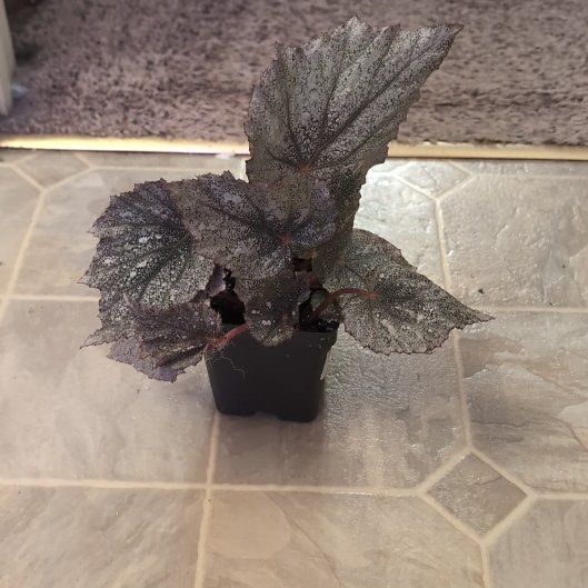 Photo of the plant species Rex Begonia 'Shadow King Cool White' by @holdingmyhorses named R Begonia Shadow King on Greg, the plant care app