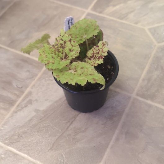 Photo of the plant species Begonia 'Marmaduke' by @holdingmyhorses named T Begonia Marmaduke on Greg, the plant care app
