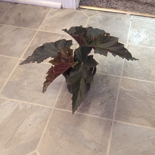 Photo of the plant species Begonia 'Irene Nuss' by @holdingmyhorses named R Begonia Irene Nuss on Greg, the plant care app