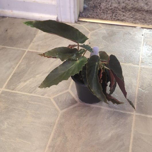 Photo of the plant species Begonia 'White Chandelier' by @holdingmyhorses named R Begonia White Chandelier on Greg, the plant care app