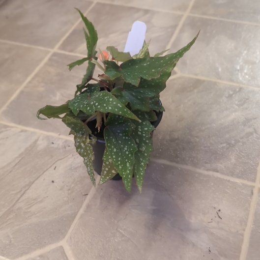 Photo of the plant species Begonia 'Lois Burks' by @holdingmyhorses named H Begonia Lois Burks on Greg, the plant care app