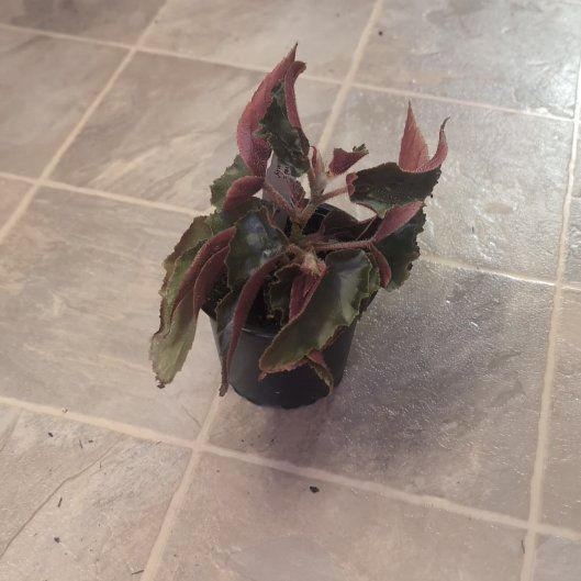 Photo of the plant species Begonia Ginny by @holdingmyhorses named R Begonia Ginny on Greg, the plant care app