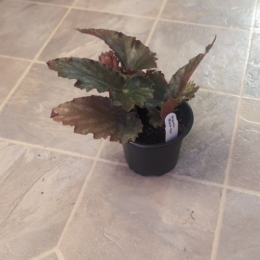Photo of the plant species Begonia 'Black Jack' by @holdingmyhorses named T Begonia Black Jack on Greg, the plant care app
