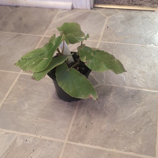 Photo of the plant species Begonia dichroa by @holdingmyhorses named H Begonia Dichroa on Greg, the plant care app