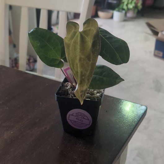 Photo of the plant species Anthurium Hybrid by @holdingmyhorses named C Anthurium CaraZara x (AOS x RLFS) on Greg, the plant care app