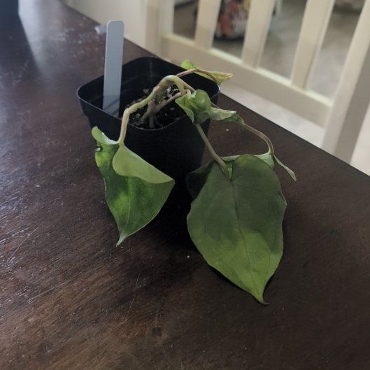 Photo of the plant species Anturio Dressleri by @holdingmyhorses named C Anthurium Dressleri x Pap on Greg, the plant care app