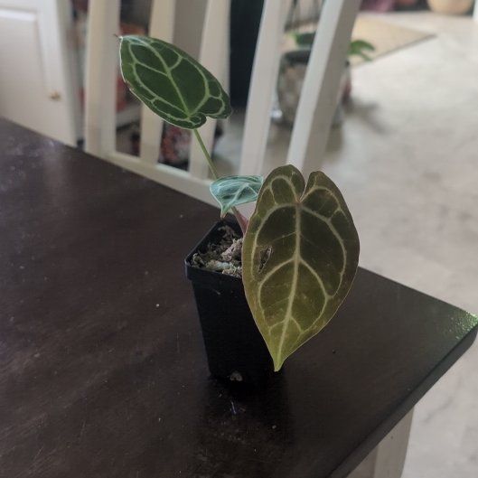 Photo of the plant species Anthurium 'Brielle'/'Michelle' by @holdingmyhorses named G Anthurium Brielle/Michelle x Self? on Greg, the plant care app