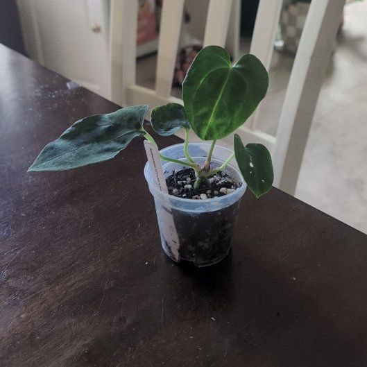 Photo of the plant species Anthurium Crystal Sky x Papillaminum by @holdingmyhorses named C Anthurium Crystal x Pap FS on Greg, the plant care app