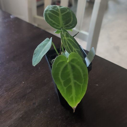Photo of the plant species Anthurium magnificum x crystallinum by @holdingmyhorses named C Anthurium Magnificum Silver Sky x Arnold on Greg, the plant care app