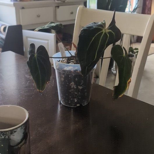 Photo of the plant species Anthurium Papillilaminum X Crystallinum by @holdingmyhorses named C Anthurium Papillilaminum x Cystallinum Chocolate on Greg, the plant care app