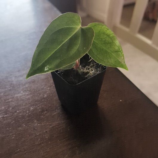 Photo of the plant species Anthurium 'Carla Black' by @holdingmyhorses named G Anthurium (Carla x Bess) x Var Crystallinum on Greg, the plant care app