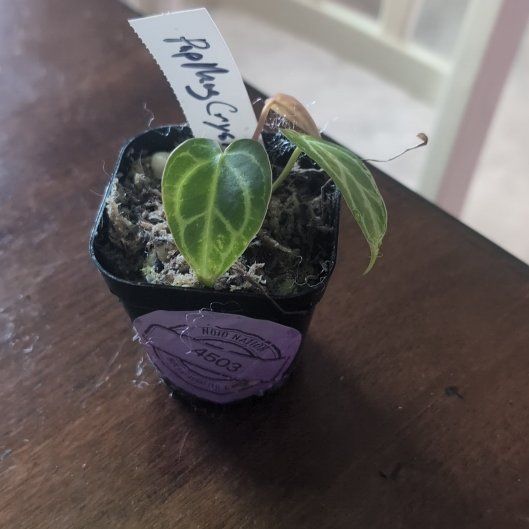 Photo of the plant species Anthurium papillilaminum x magnificum by @holdingmyhorses named G Anthurium(PapxMag Crystal)x(Crystal MagxDoryaki) on Greg, the plant care app
