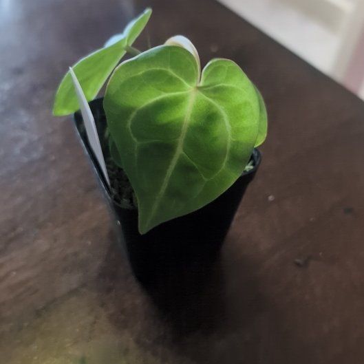 Photo of the plant species Anthurium Hybrid by @holdingmyhorses named G Anthurium (CarlaxDoryaki)xBVEPx(Red CrystalxTim) on Greg, the plant care app