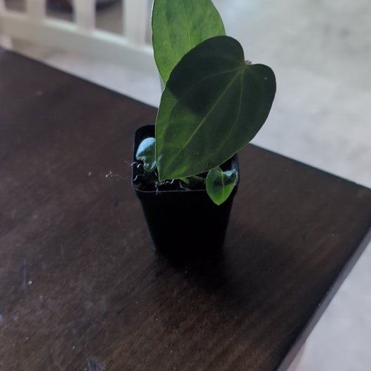 Photo of the plant species Anthurium Brielle X by @holdingmyhorses named G Anthurium (Brielle x Zara) x Mr Worldwide on Greg, the plant care app