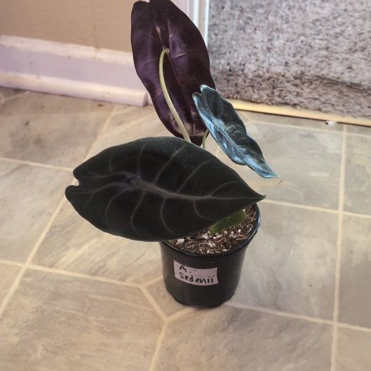 Photo of the plant species Alocasia sedenii by @holdingmyhorses named K Alocasia Sedenii on Greg, the plant care app