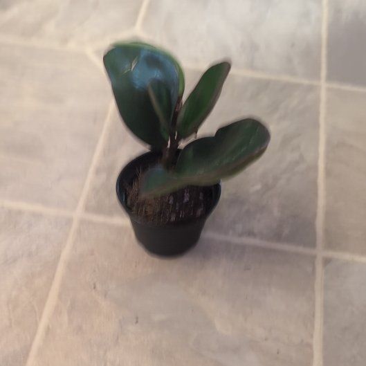 Photo of the plant species Peperomia Red Edge by @holdingmyhorses named D Peperomia Red Margin on Greg, the plant care app