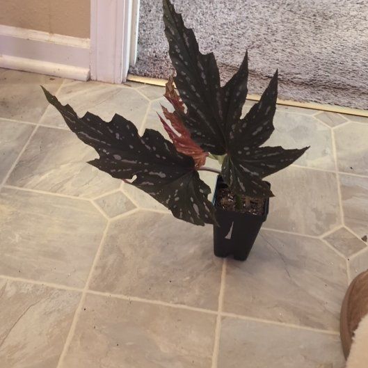 Photo of the plant species Begonia 'Sophie Cecile' by @holdingmyhorses named T Begonia Sophie Cecily on Greg, the plant care app