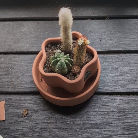 Photo of the plant species Assorted Cactus by @holdingmyhorses named F Cacti Trio on Greg, the plant care app