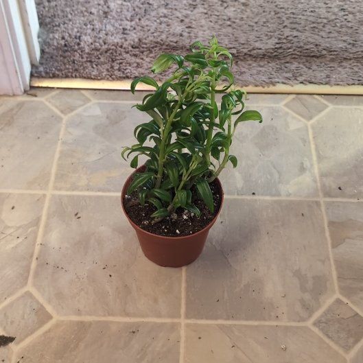 Photo of the plant species Columnea hirta by @holdingmyhorses named H Columnea Hirta on Greg, the plant care app