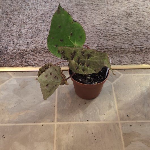 Photo of the plant species Begonia Ferox by @holdingmyhorses named C Begonia Ferox on Greg, the plant care app