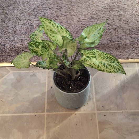 Photo of the plant species Syngonium by @holdingmyhorses named H Syngonium Batik on Greg, the plant care app