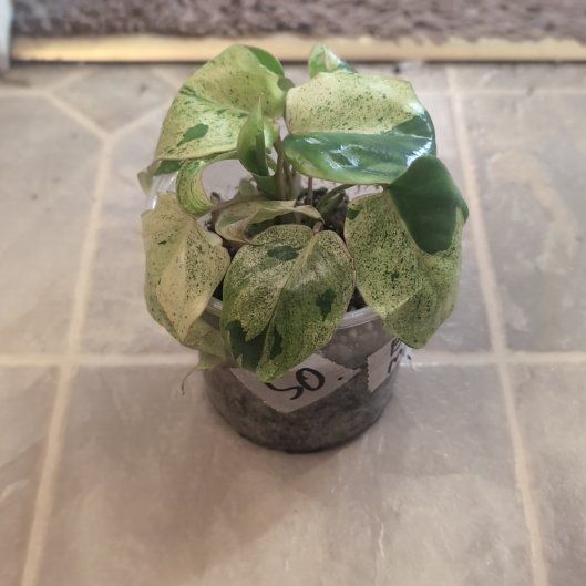 Photo of the plant species Philodendron Burle Marx by @holdingmyhorses named D Philodendron Burle Marx Mint on Greg, the plant care app