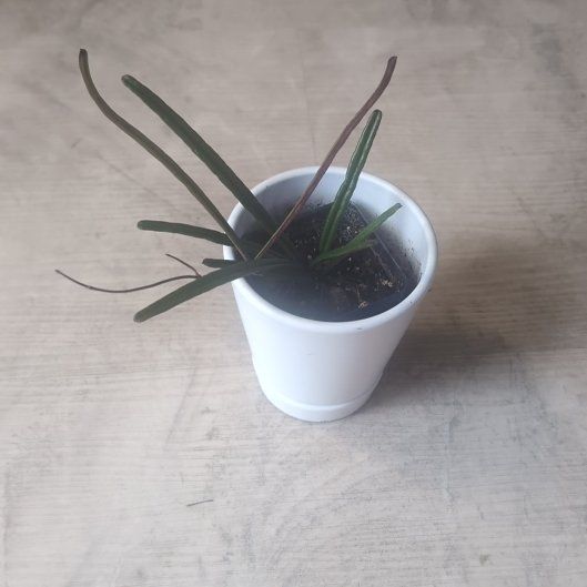 Photo of the plant species Hoya insularis by @holdingmyhorses named F Hoya Insularis on Greg, the plant care app