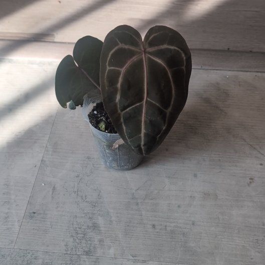 Photo of the plant species Anthurium Red Crystal by @holdingmyhorses named C Anthurium Red Crystal on Greg, the plant care app