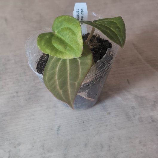 Photo of the plant species Anthurium papillilaminum x magnificum by @holdingmyhorses named C Anthurium (Papi x Mag) x (Carlablackiae x Wu1) on Greg, the plant care app