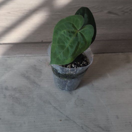 Photo of the plant species Anthurium hoffmannii by @holdingmyhorses named C Anthurium Hoffmanii Hybrid x Ace of Spades Dark on Greg, the plant care app