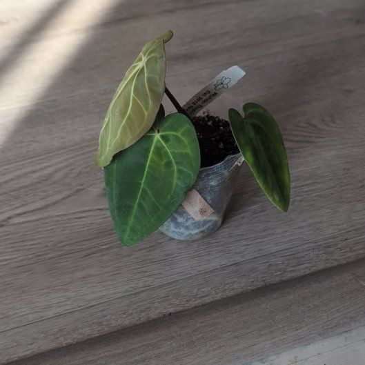 Photo of the plant species Anthurium papillilaminum by @holdingmyhorses named C Anthurium Papillilaminum Voldemort x Carla on Greg, the plant care app