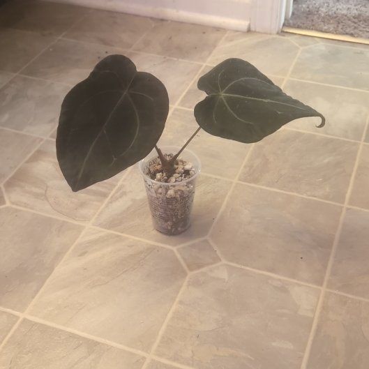 Photo of the plant species Anthurium papillilaminum by @holdingmyhorses named C Anthurium SKG x Black Velvet x Papillilaminum on Greg, the plant care app
