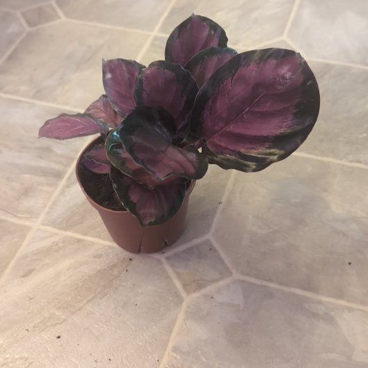 Photo of the plant species Calathea Rosy by @holdingmyhorses named C Calathea Rosy on Greg, the plant care app