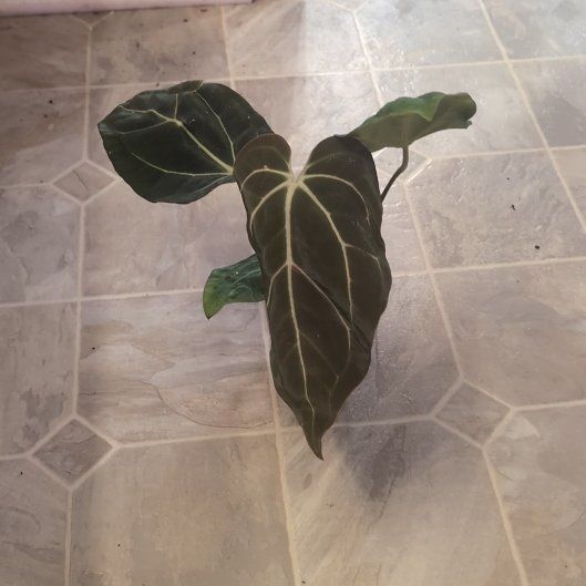 Photo of the plant species Anthurium besseae aff. by @holdingmyhorses named C Anthurium Besseae aff x Carlablackea Wu2 on Greg, the plant care app