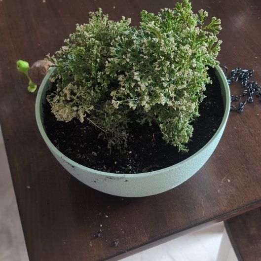 Photo of the plant species Selaginellales by @holdingmyhorses named K Salaginellales on Greg, the plant care app