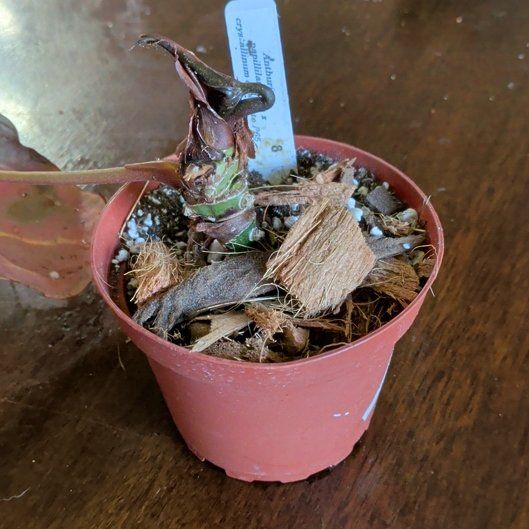 Photo of the plant species Anthurium papillaminum by @holdingmyhorses named C Anthurium Papillaminum x Crystallinum Chocolate on Greg, the plant care app